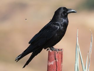 Common Raven