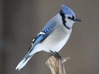 Blue Jay