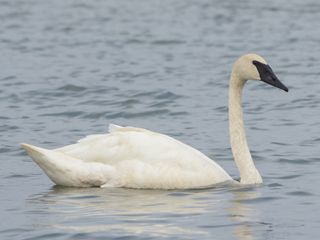 Trumpeter Swan