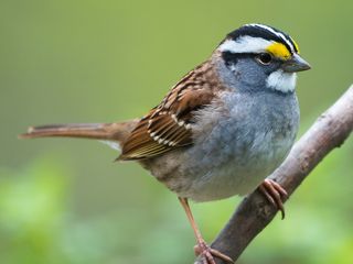 White-throated Sparrow
